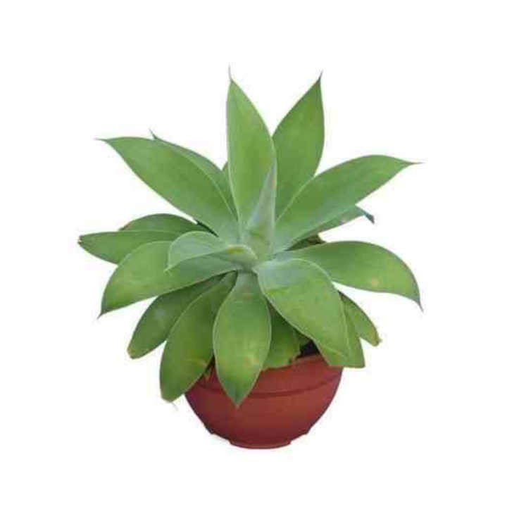Agave atténuée