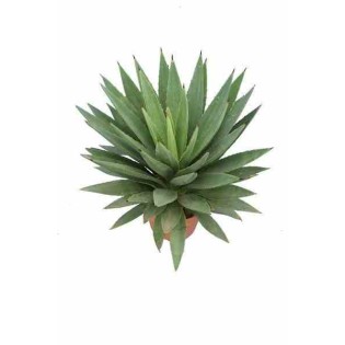 Agave augustifolia