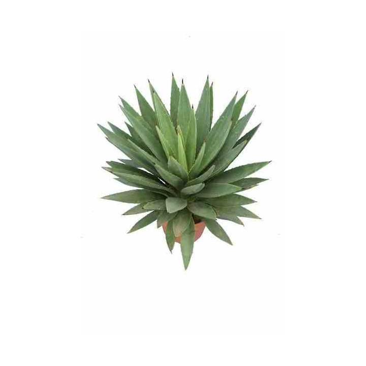Agave augustifolia