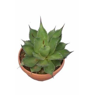 Agave chiapensis