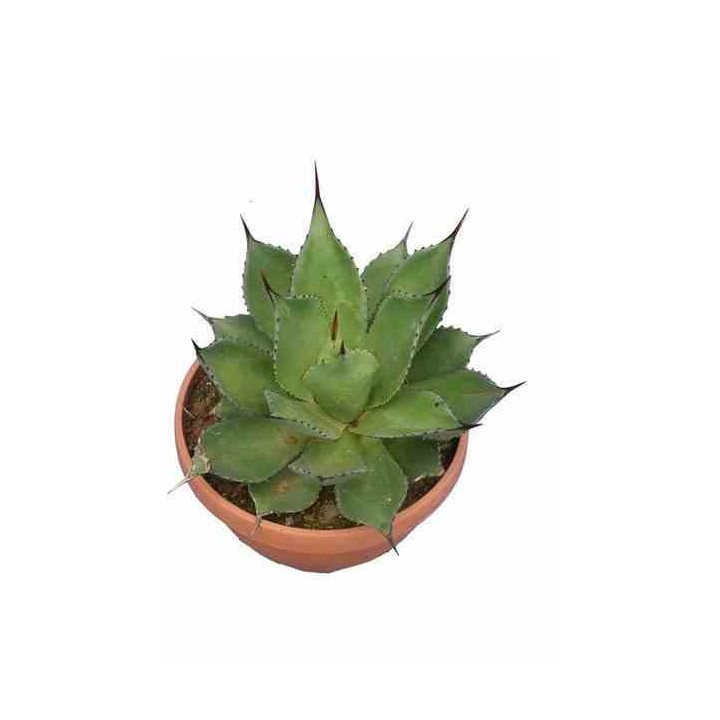 Agave chiapensis