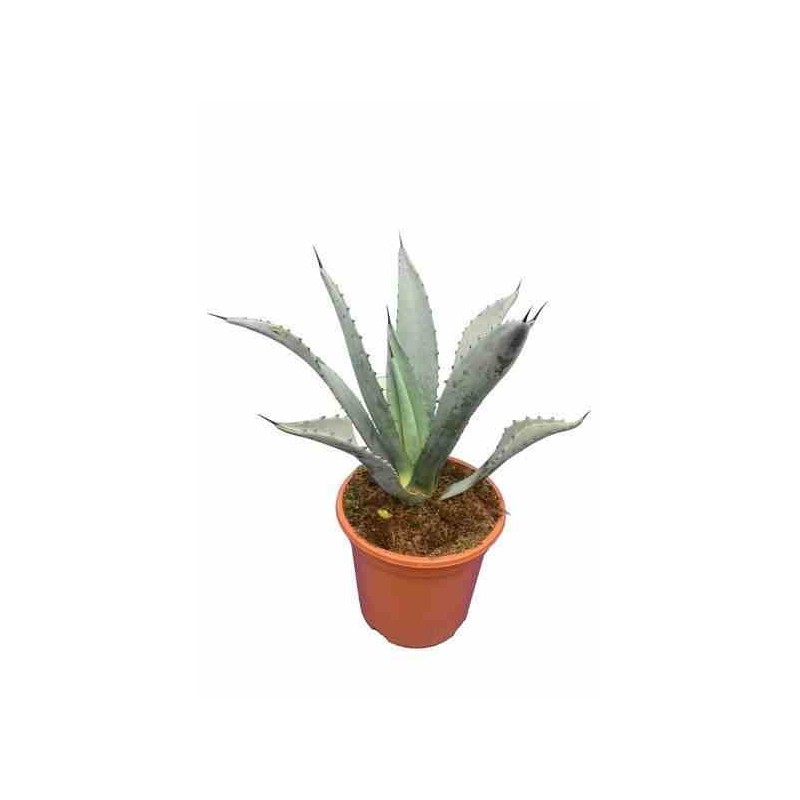 Agave franzosinii