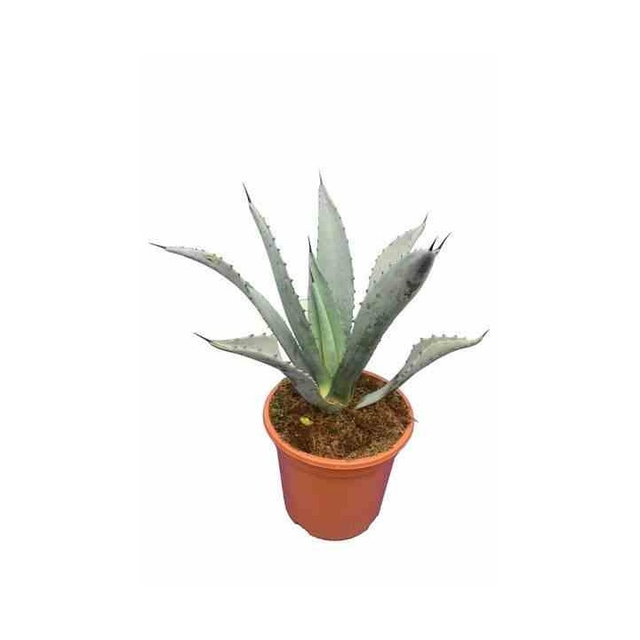 Agave franzosinii