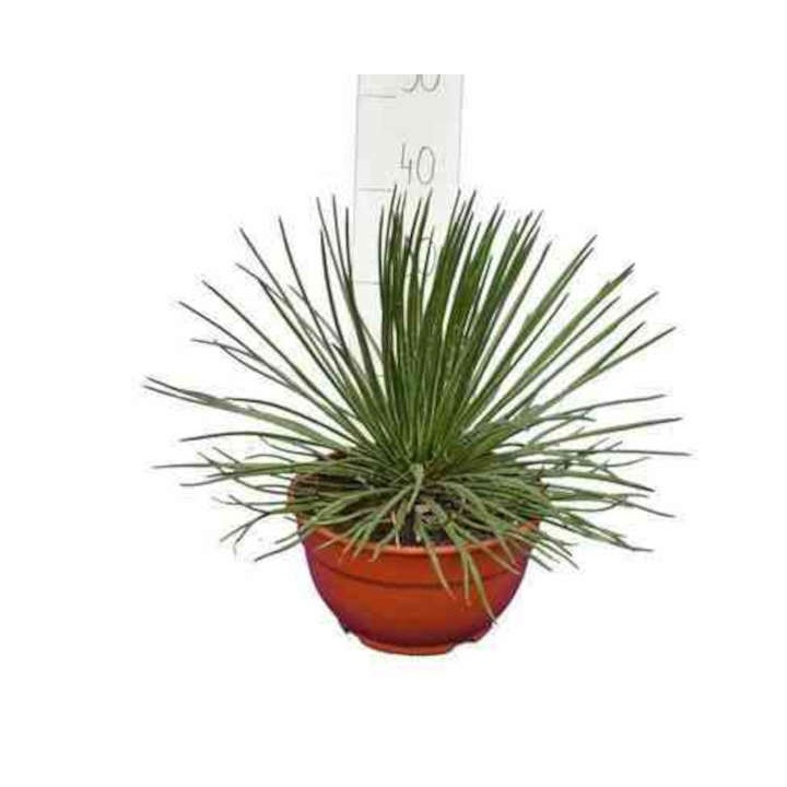 Agave géminiflore
