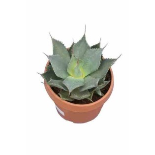 Agave parryi sp. parryi