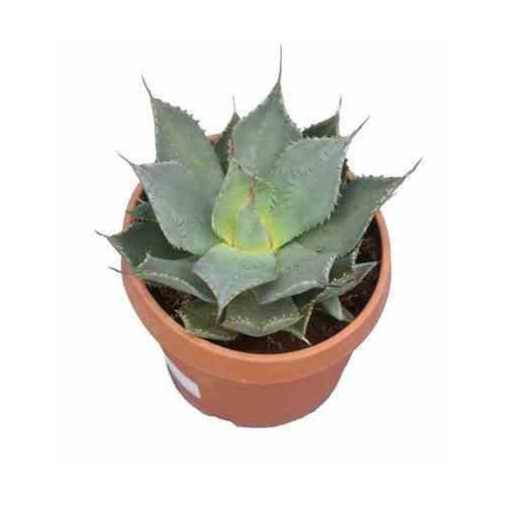 Agave parryi sp. parryi