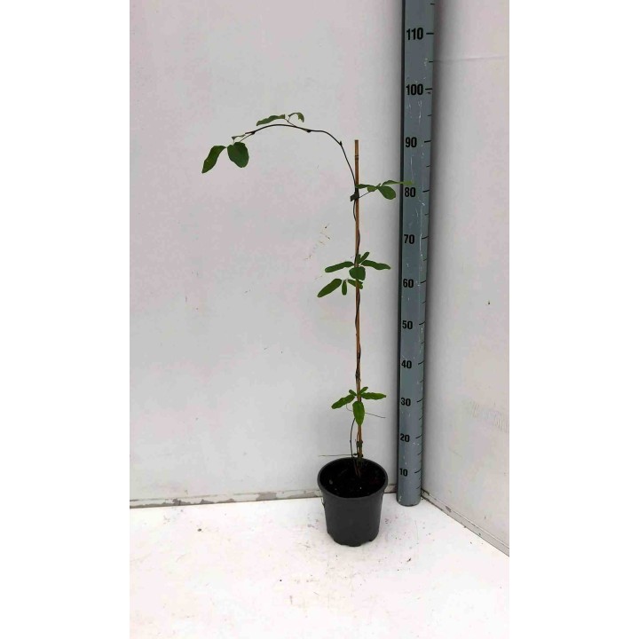 Akebia quinata (Vigne chocolat)