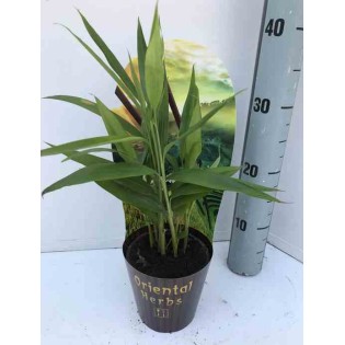 Alpinia zerumbet (Gingembre coquille)