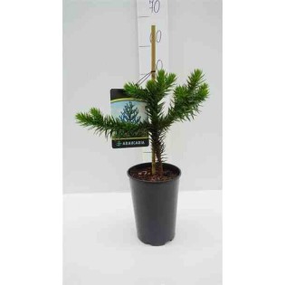 Araucaria araucana (syn. A. imbricata) : Désespoir du singe