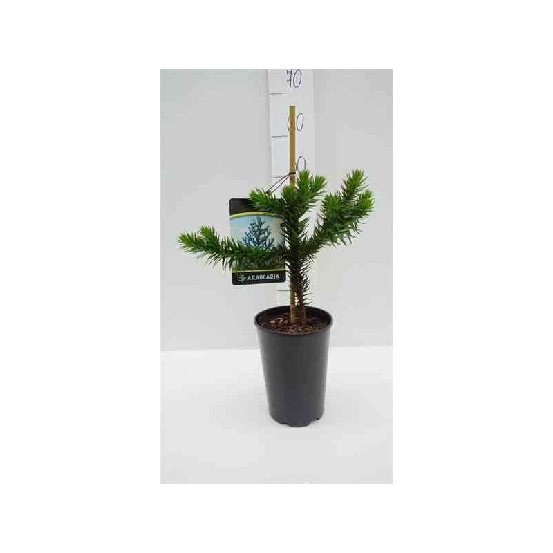 Araucaria araucana (syn. A. imbricata) : Désespoir du singe