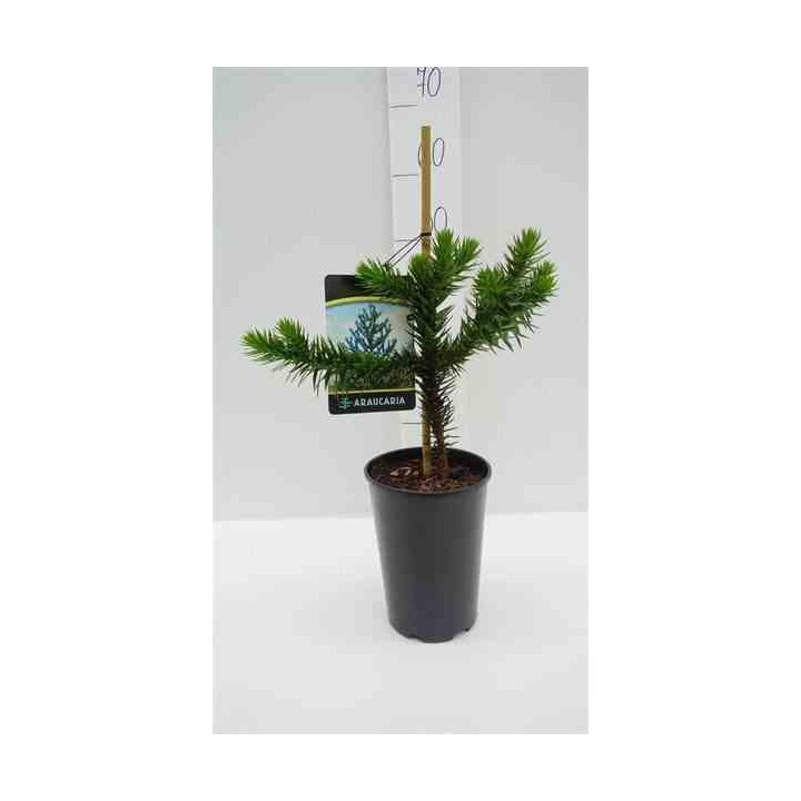Araucaria araucana (syn. A. imbricata) : Désespoir du singe
