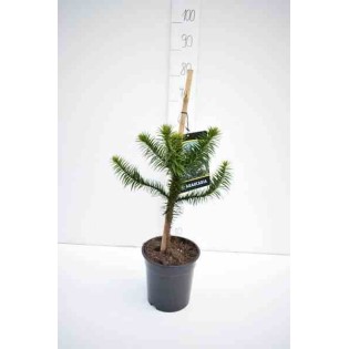 Araucaria araucana (syn. A. imbricata) : Désespoir du singe