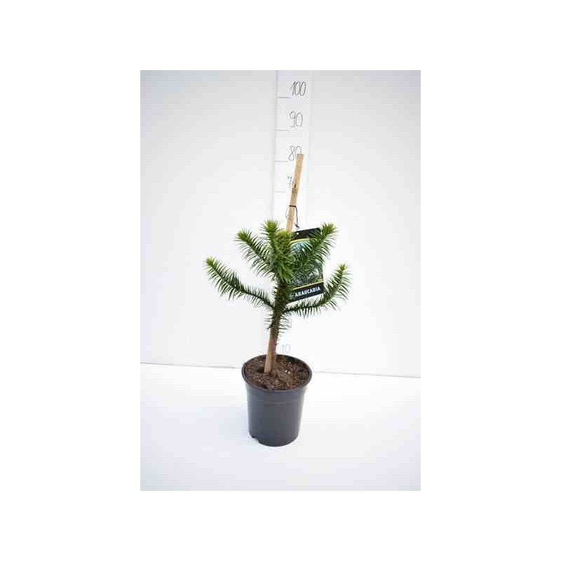 Araucaria araucana (syn. A. imbricata) : Désespoir du singe