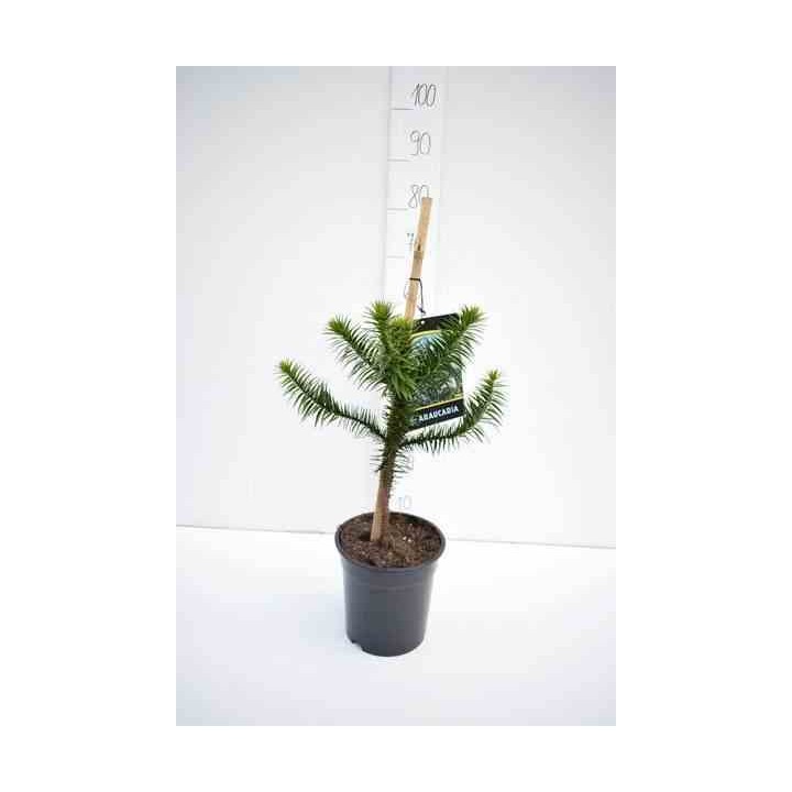 Araucaria araucana (syn. A. imbricata) : Désespoir du singe
