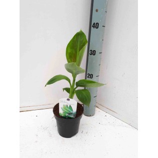 Bananier Musa acuminata cv. Cavendish super nain