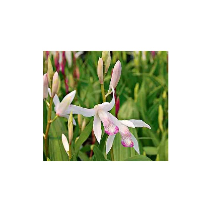 Bletilla "Kuchibeni