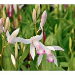 Bletilla "Kuchibeni