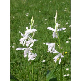 Bletilla striée "alba"