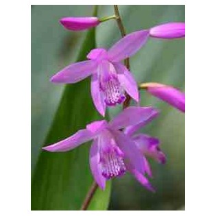 Bletilla striata "violette"