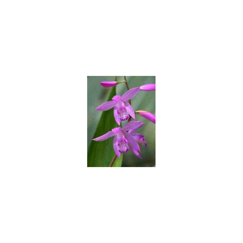 Bletilla striata "violette"