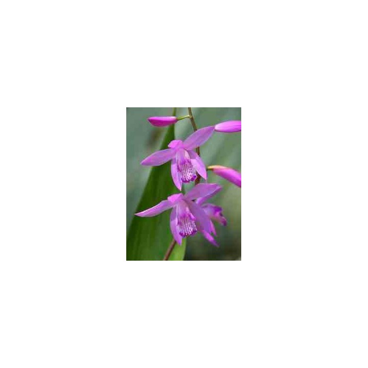 Bletilla striata "violette"