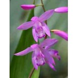 Bletilla striata "violette"