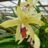 Bletilla striata "jaune"