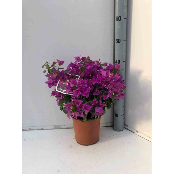 Bougainvillier vera bougainvillier très florifère