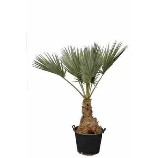 Brahéa sp. Super argent