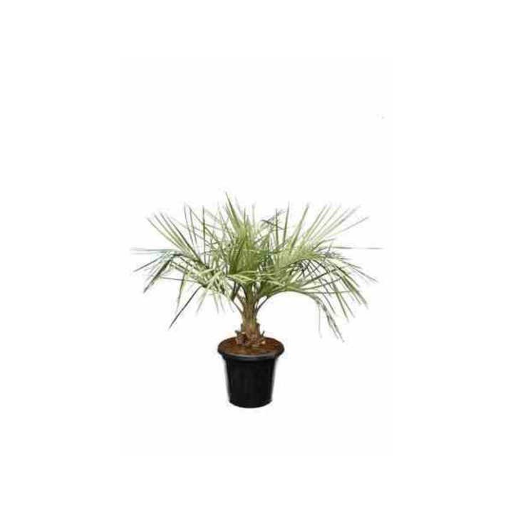 Butia capitata (Palmier à vin ou gelée)