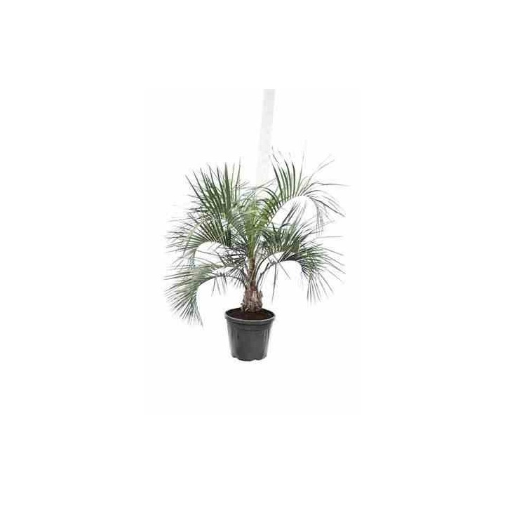 Butia capitata (Palmier à vin ou gelée)