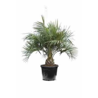 Butia capitata (Palmier à vin ou gelée)