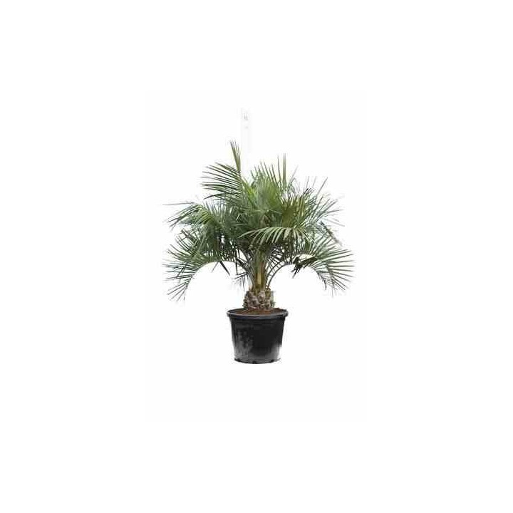 Butia capitata (Palmier à vin ou gelée)