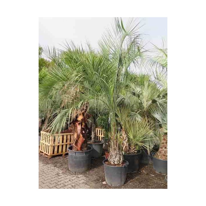 Butia capitata (Palmier à vin ou gelée)