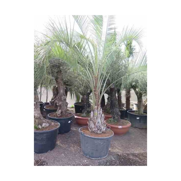 Butia capitata (Palmier à vin ou gelée)