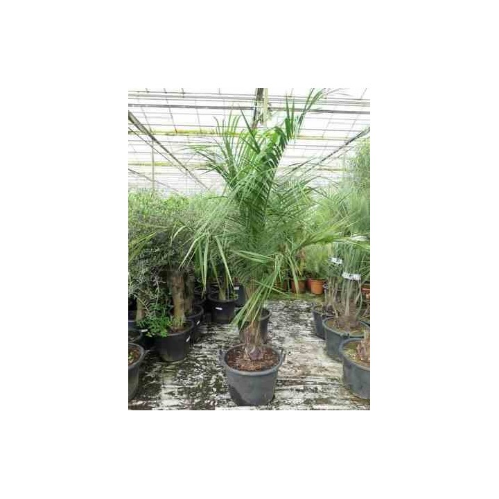 Butia nabonnandii (Butyagrus)