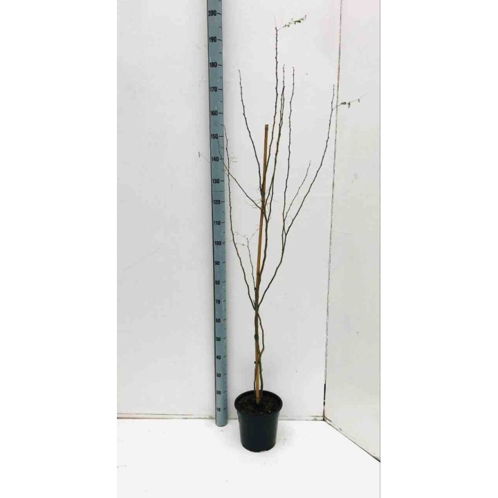 Caesalpinia gilliesii (petit flamboyant)