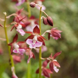 Calanthe Kozu