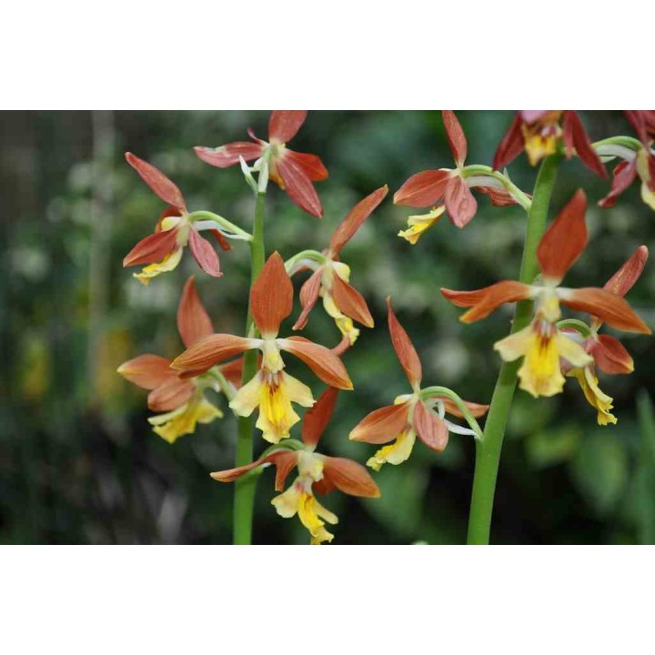 Calanthe Takané