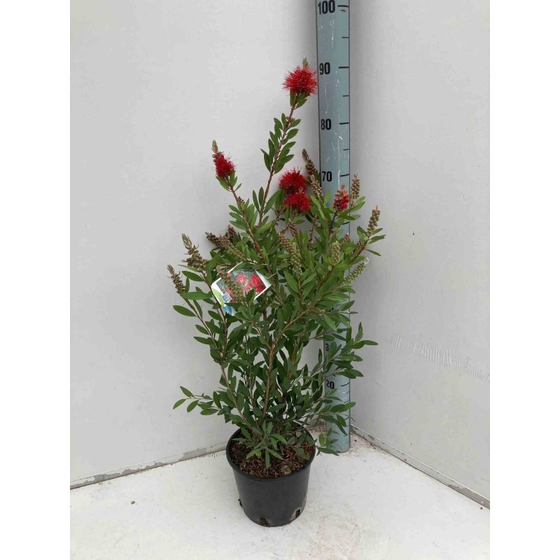 Callistemon laevis