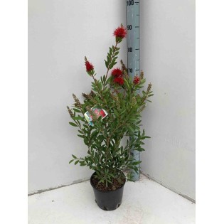 Callistemon laevis