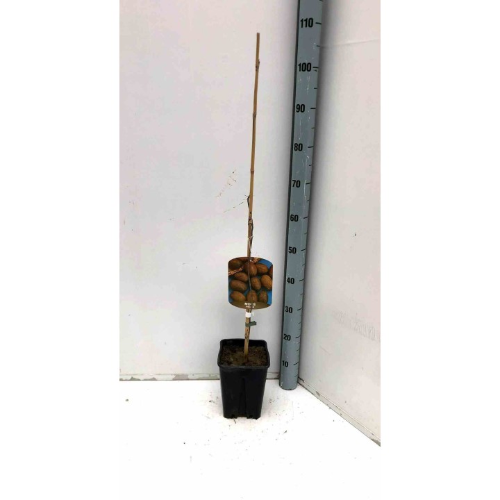 Carya illinoinensis noix de pécan pacanier
