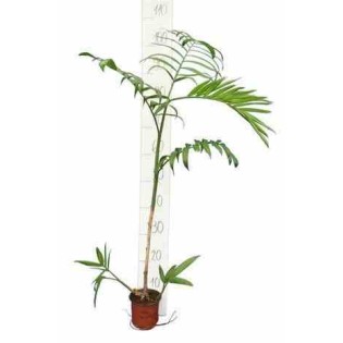 Chamaedorea seifrizii