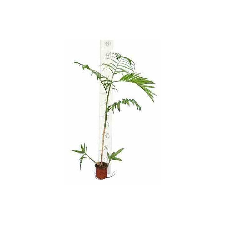 Chamaedorea seifrizii