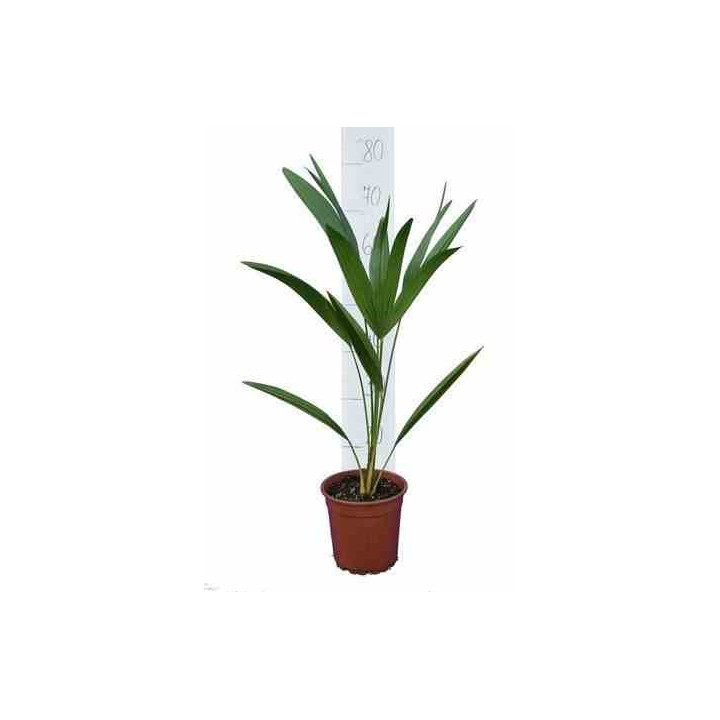 Chamaerops humilis