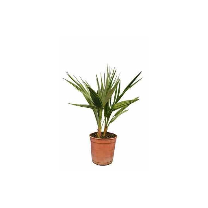 Chamaerops humilis