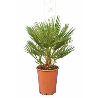 Chamaerops humilis