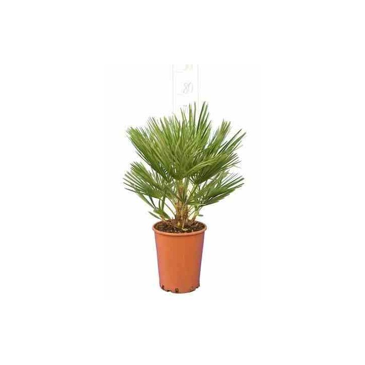 Chamaerops humilis