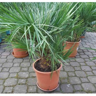 Chamaerops humilis