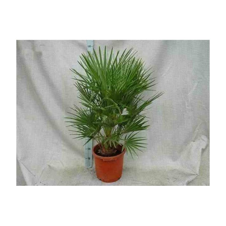 Chamaerops humilis